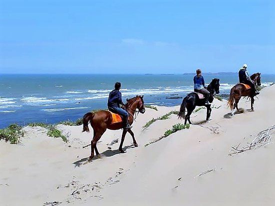 Cheval Essaouira